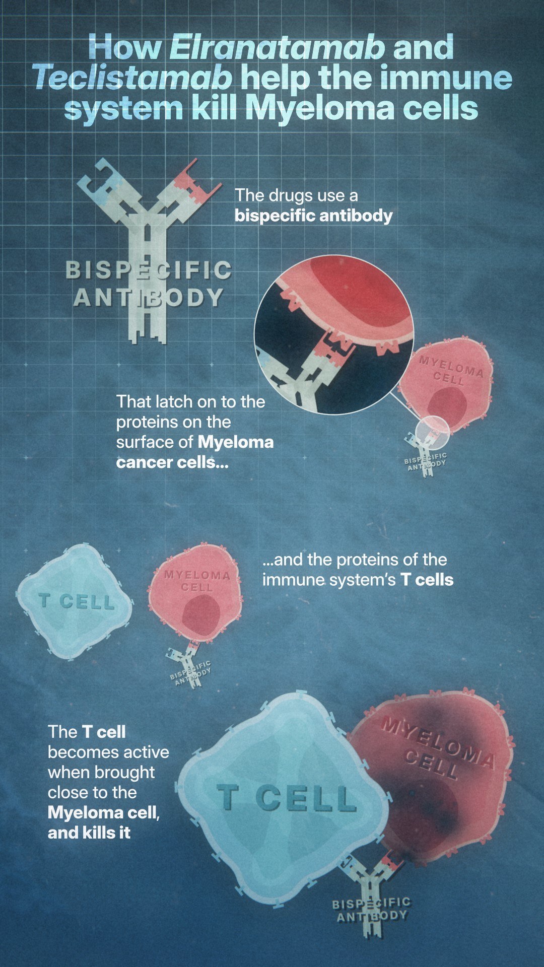 How the new treatment works to deal with myeloma